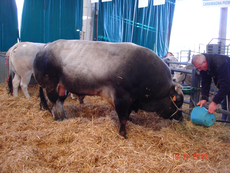 Suni Tohumlamanın Hayvan Islahındaki Önemi