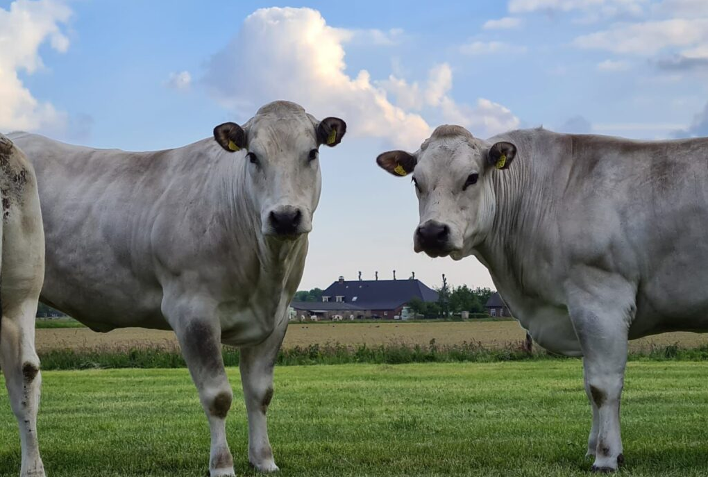 Suni Tohumlama Nedir?