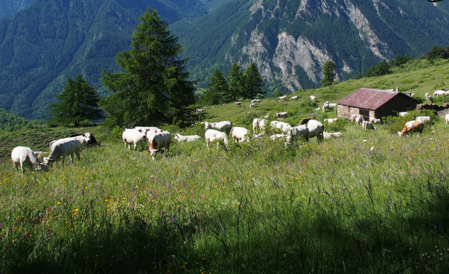 Sperma Seçimindeki Kriterler